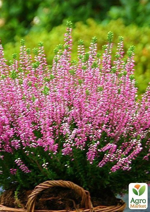 Эрика травянистая  "Ghosthill" горшок P11 - фото 2