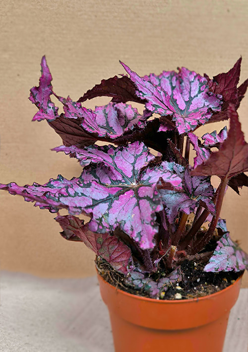 Бегония королевская REX "Tango" 20-30см - фото 7