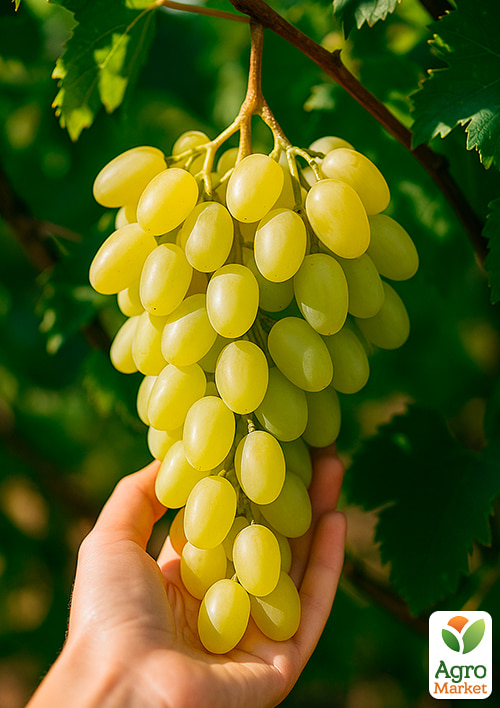 Виноград "Ландыш" (средний срок созревания, цветки обоеполые, опыление беспроблемное)