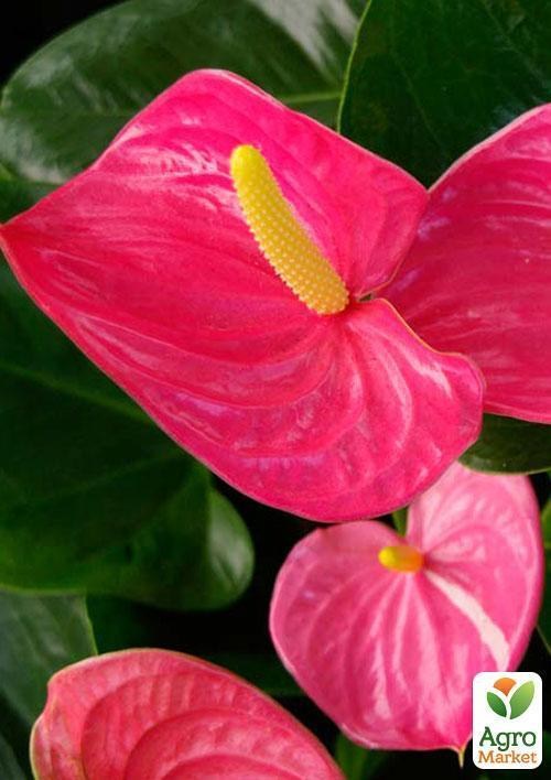 Антуриум Андре Амис "Прекрасная муза" (Anthurium Amis) дм 14 см выс. 55 см