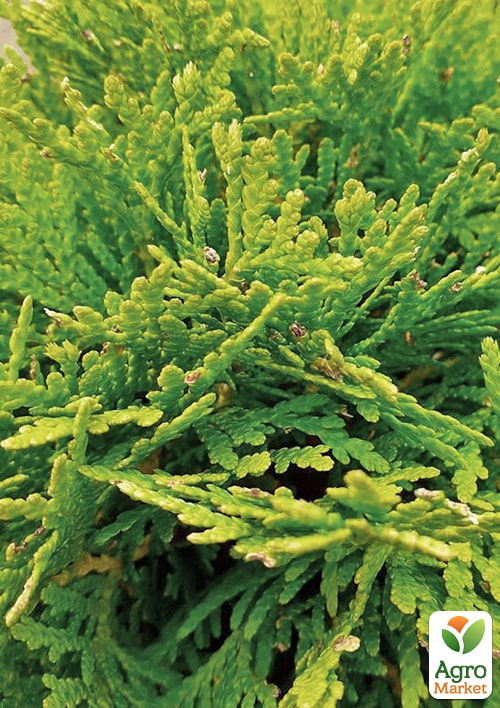 Туя западная "Hoseri" С3, высота 25-30см - фото 4