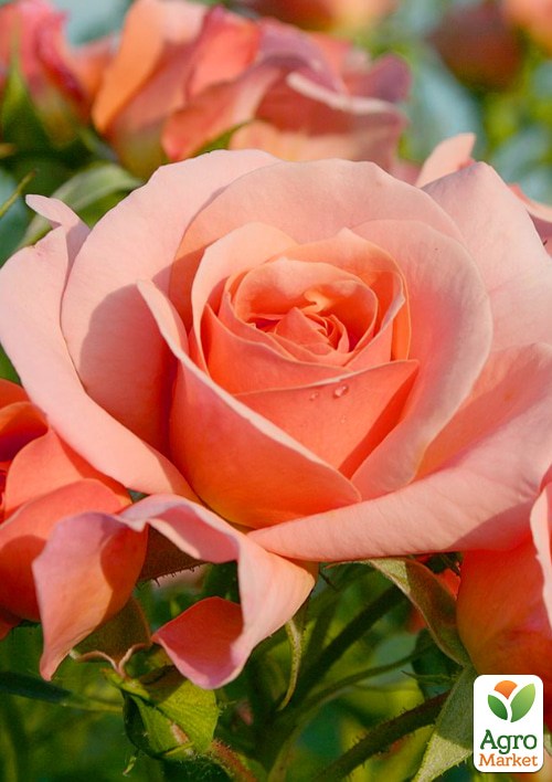 Роза в контейнере флорибунда "Aprikola" (саженец класса АА+) - фото 3