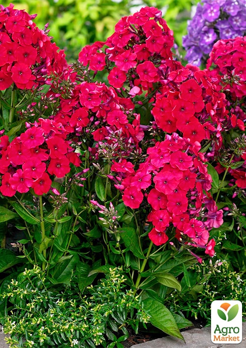 Флокс багаторічний "Red Riding Hood" - фото 2