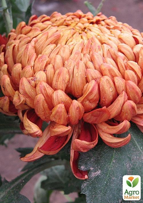 Хризантема срезочная "Диего Руж" 