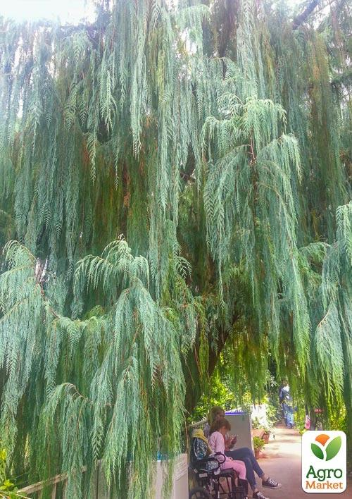 Кипарис Кашмирский (Cupressus Cashmeriana) контейнер Р9 - фото 2