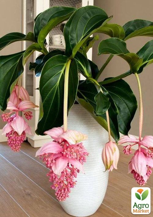 Медінілла «Magnifica» - фото 2