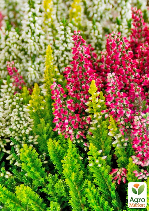 Вереск вечнозеленый микс сортов  - фото 7