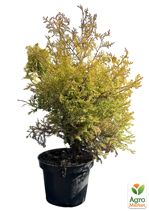 Туя західна "Rheingold" С2, висота 25-30см - фото 2