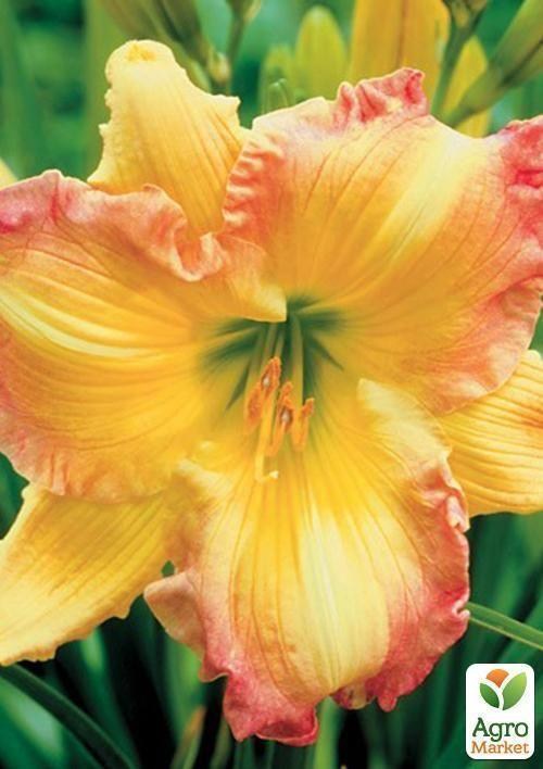 Лилейник "Big Smile" 1шт в упаковке