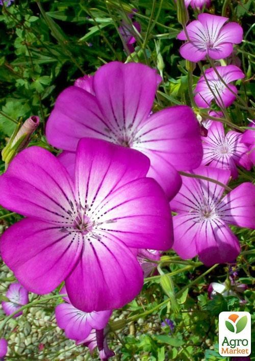 Агростемма (Зипер) ТМ "Весна" 1г - фото 3