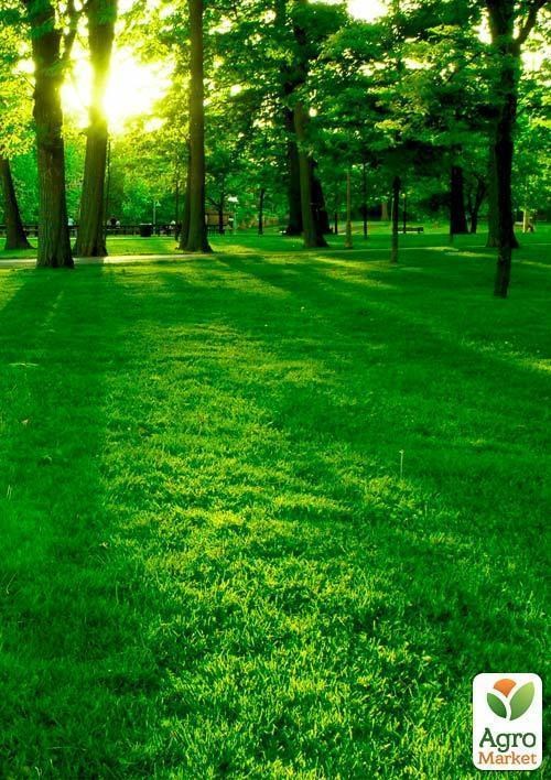 Мятлик луговий "Balin" (Німеччина) ціна за 0,5кг