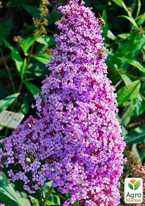 Буддлея "Gulliver" - фото 5