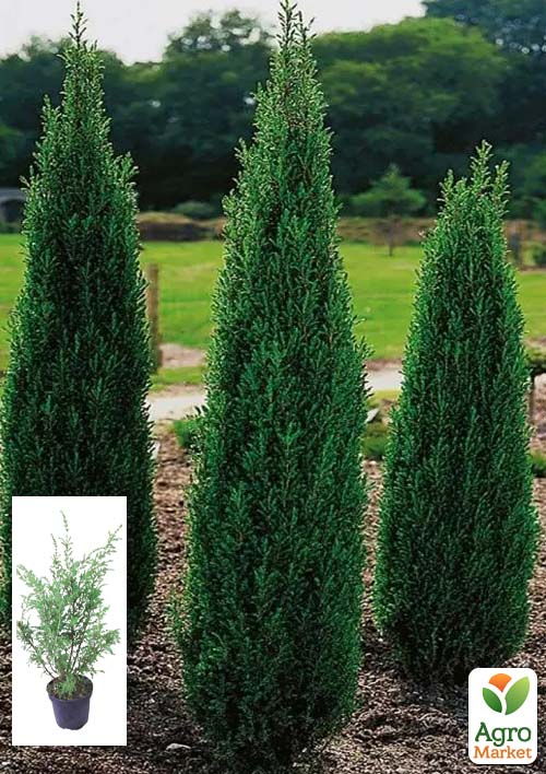 Можжевельник 3-х летний "Hibernica" С3, высота 40-60см