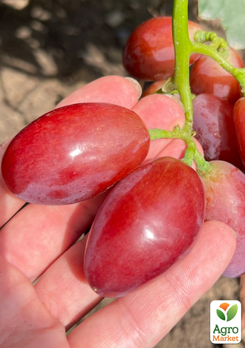 Виноград "Квазар" (надвеликий виноград із солодкою, хрусткою ягодою)