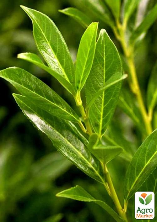 LMTD Лавровишня 6-летняя "Caucasica" 100-120см - фото 6