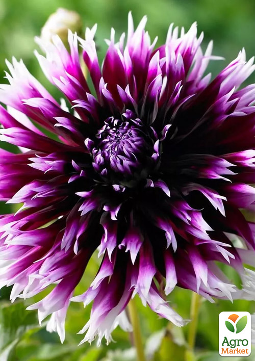 Георгина "Alauna Clair-Obscur"