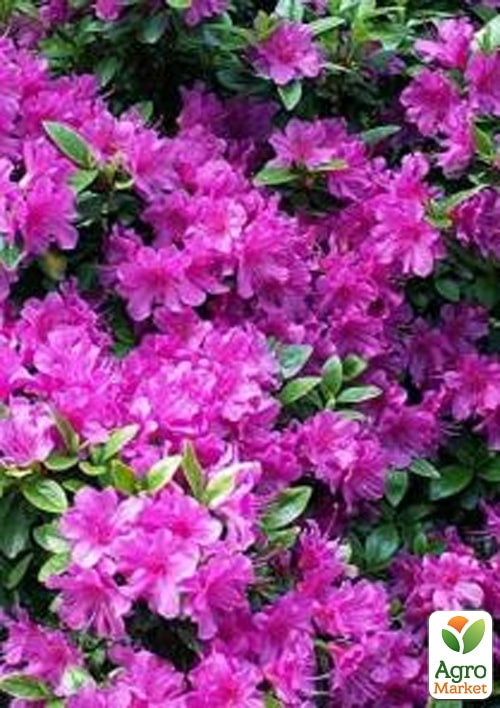 Азалия Японская "Geisha Purple"