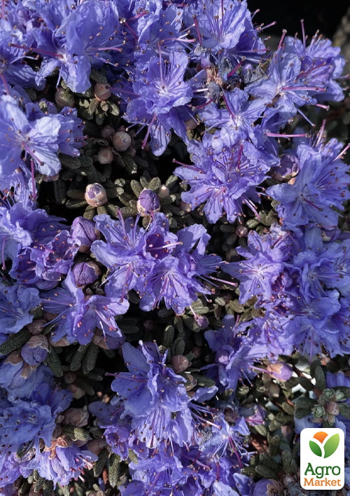 Рододендрон вересоподібний "Arctic Blue" вазон Р9