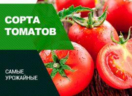 5 самых урожайных сортов томатов, их ищут все