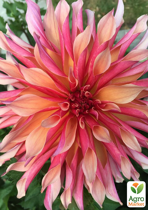 Георгина "Labyrinth" (гигантский цветок)