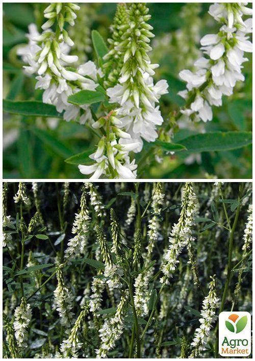 На развес Донник белый ТМ "Весна" цена за 50г - фото 3