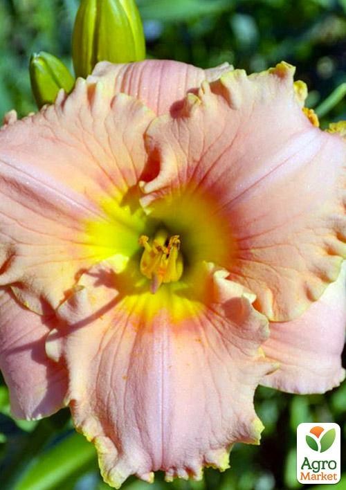 Лілійник "English Cameo" 1шт в упаковці NEW