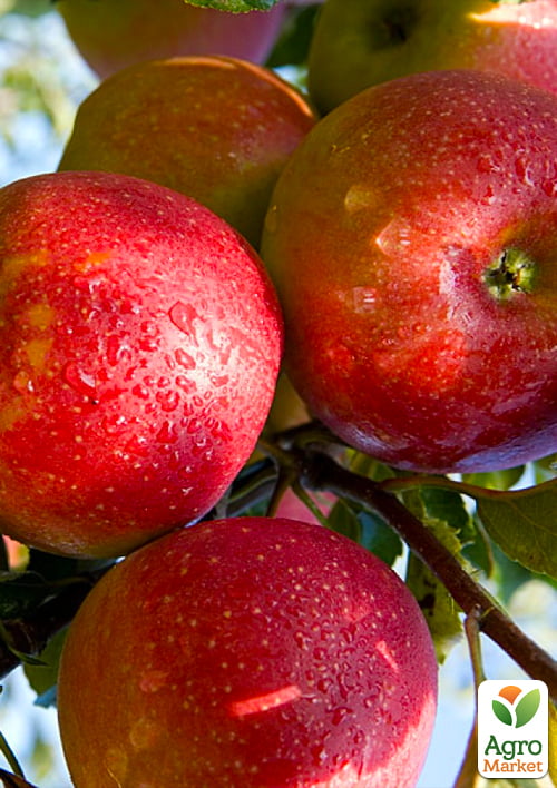 Яблоня "Джонаголд Декоста" (зимний сорт, поздний срок созревания)