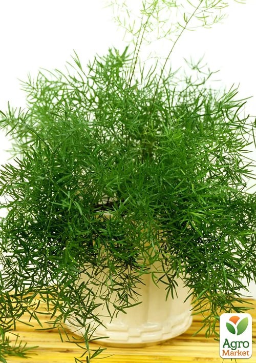 Аспарагус "Міріокладус" ТМ "Vesna Exclusive" 5шт - фото 2