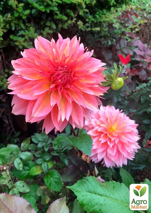 Жоржина "Orange Fubuki" - фото 2