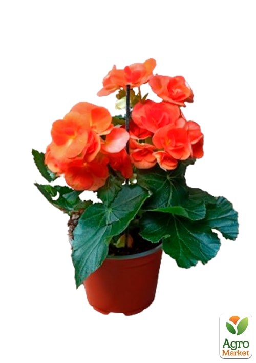 Бегония цветущая "Orange" - фото 6