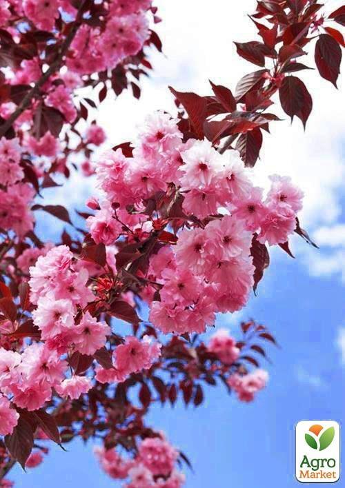 Сакура краснолистная "Роял Бургунди" (Royal Вurgundy) высота 100см