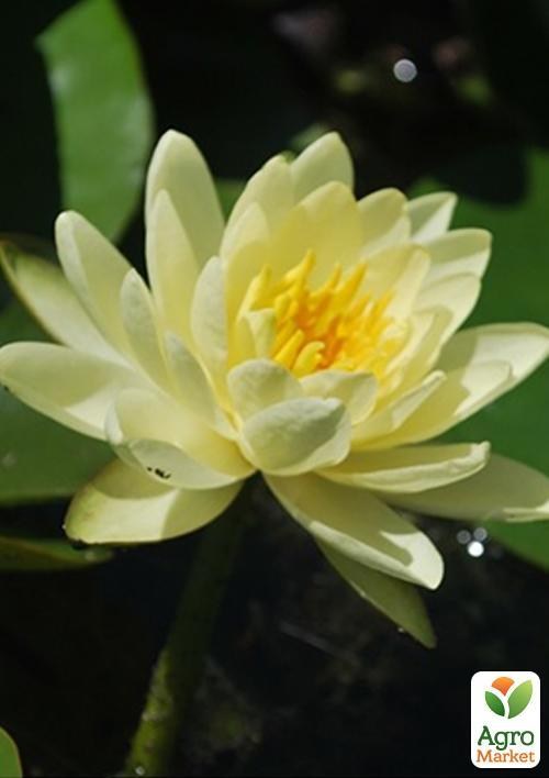 Німфея "Лемон Міст"