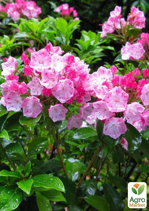 Кальмия latifolia "Ewa" - фото 2