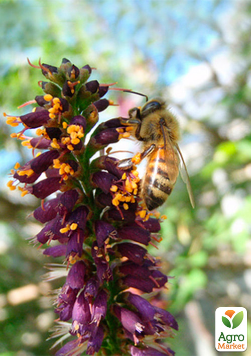 Аморфа кустарниковая (прекрасный медонос и пыльценос), Р9 - фото 3