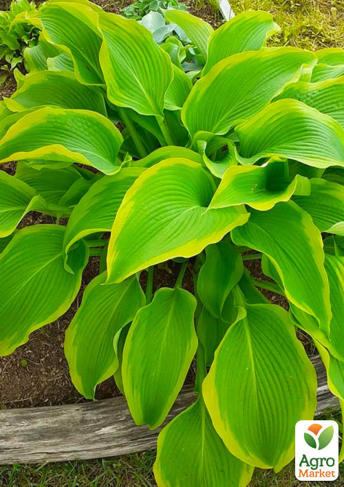 Хоста гібридна "Atlantis" С1.5