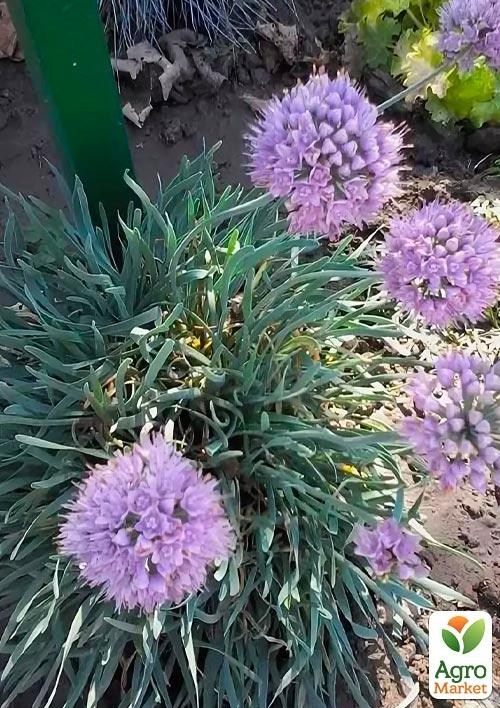 Алліум "Spiralis" (Гірська цибуля) 1 саджанець в упаковці - фото 2