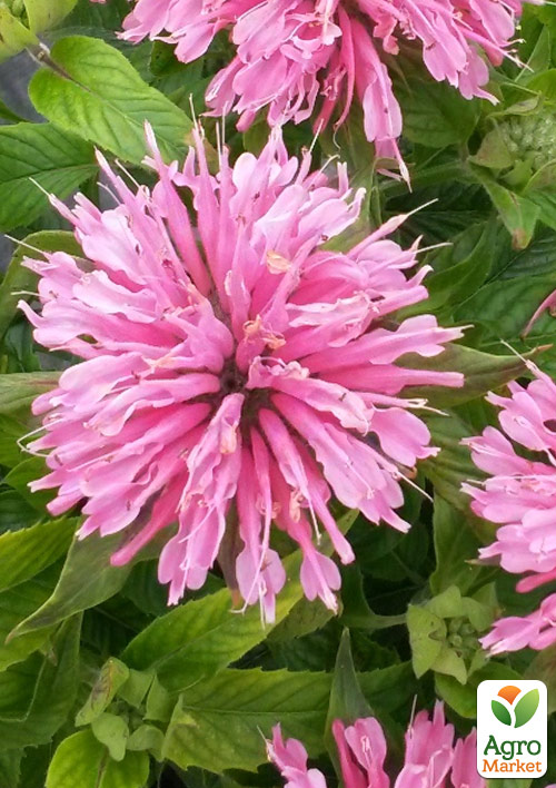 Бергамот (Монарда) "Pardon My Pink" - фото 5