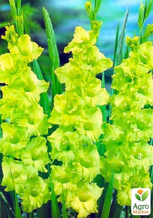 Гладіолус "Evergreen" 3шт - фото 4