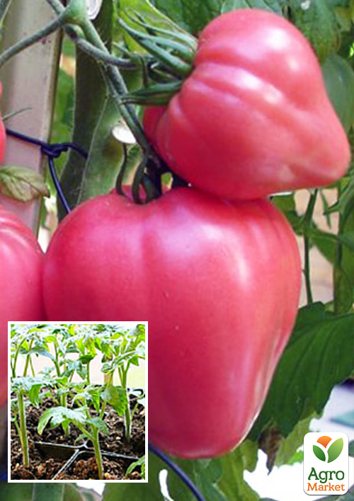 Рассада Томат «Воловье сердце розовое» (фермерское взращивание)