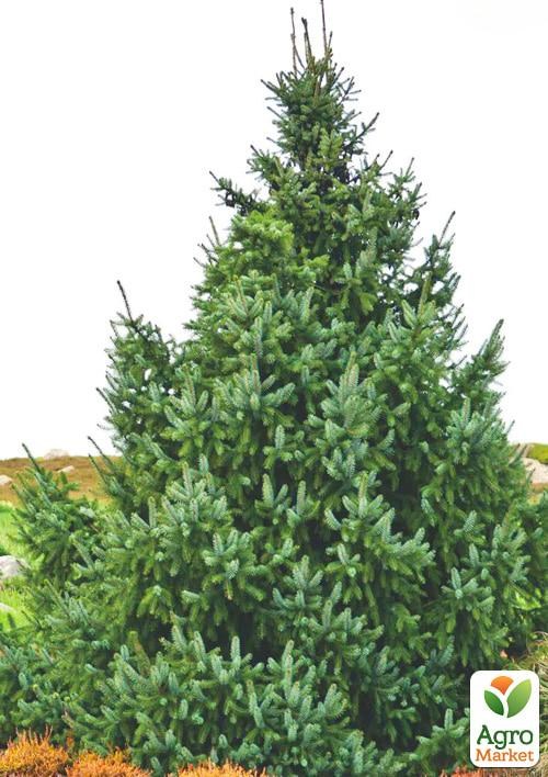 Ялина «Сербська» С20, висота 70-120см - фото 3