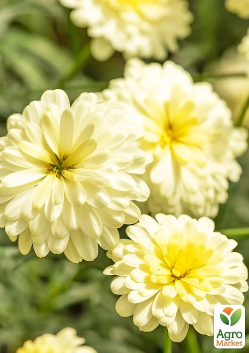 Аргирантемум "Double Vanilla" (контейнер № 10, высота 15 см) - фото 2