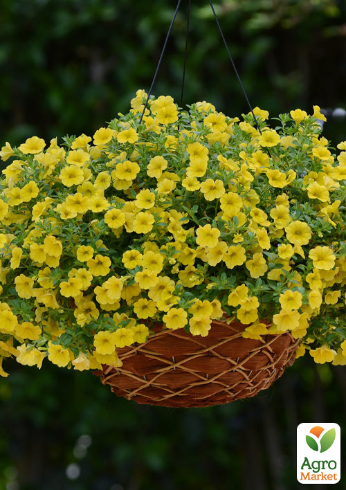 Калибрахоа "Noa Yellow" 