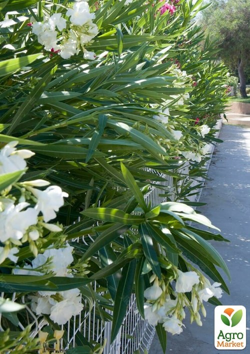 Олеандр махровый 2-х летний "Oasis" (высота 40-60см) - фото 2