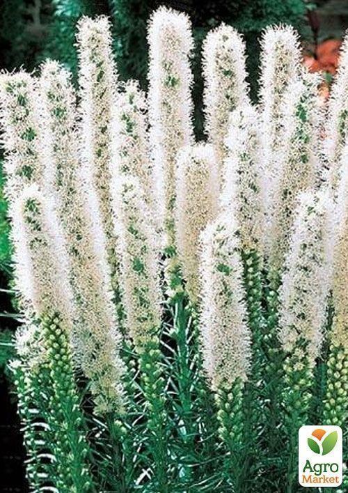 Лиатрис "Белый" 5шт - фото 4