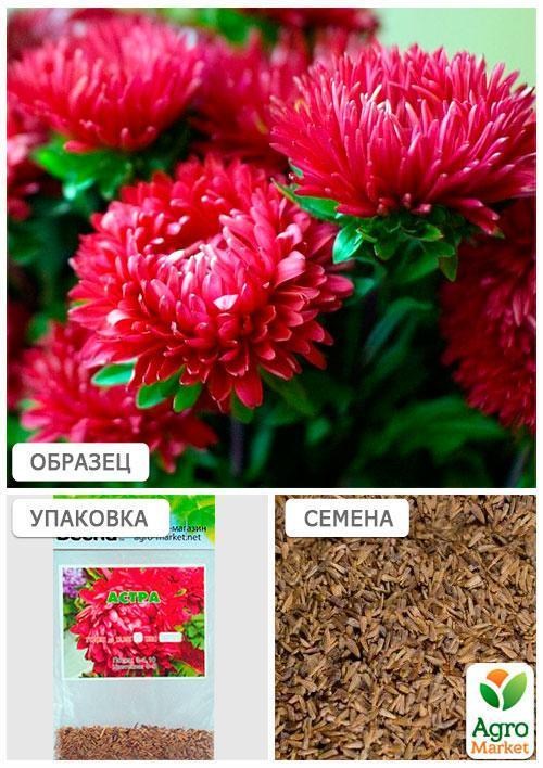 Айстра "Червона" (Зипер) ТМ "Весна" 0,5г - фото 4