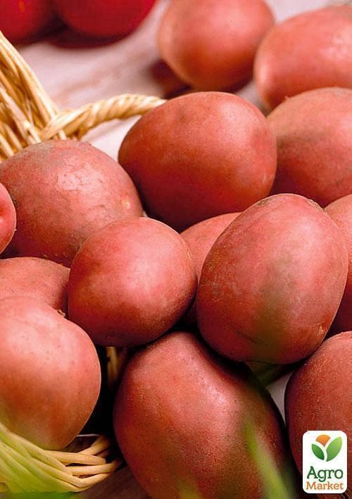 Семенной среднеспелый картофель "Мемфис" (на жарку, 1 репродукция) 1кг