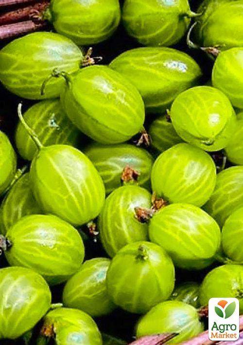 Агрус "Сніжана" (пізній термін дозрівання)