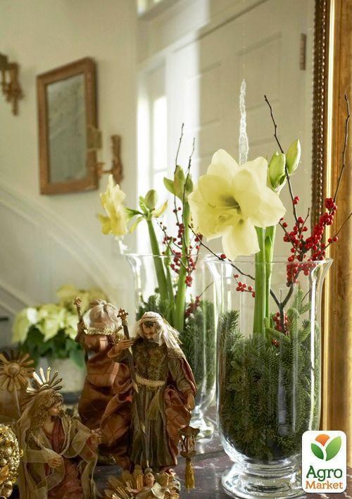 Амариллис в горшке "Волшебная ночь"