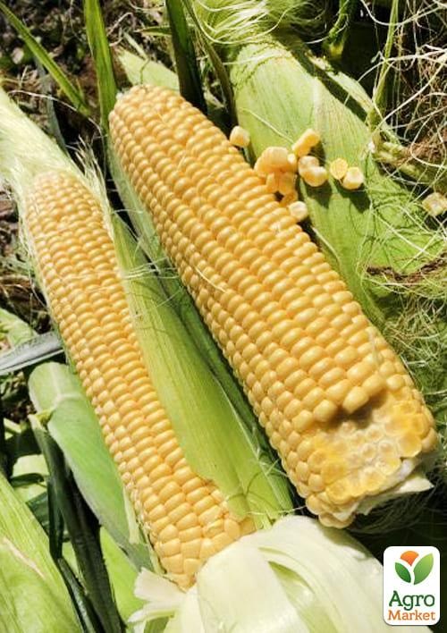 Кукуруза "1801 F1" ТМ "Lark Seeds" 25000шт