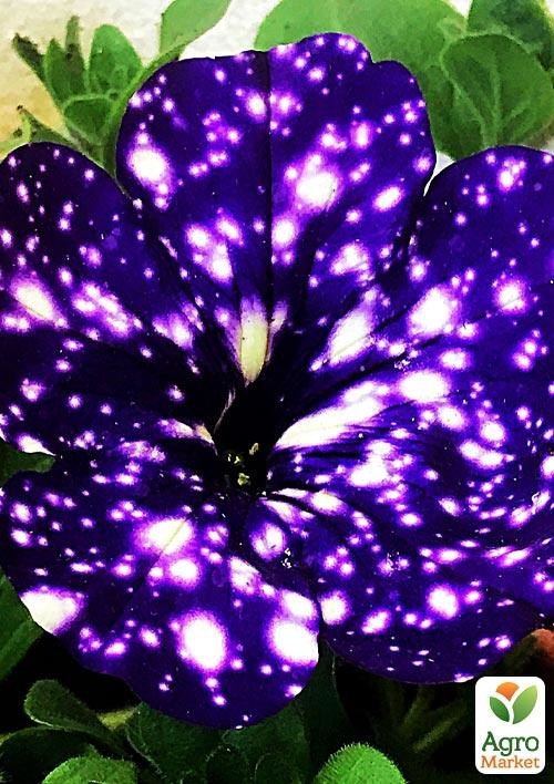 Петуния ампельная "Special Blue Splash" (контейнер №10, высота 10-15см)